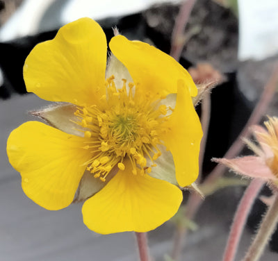Geum aleppicum
