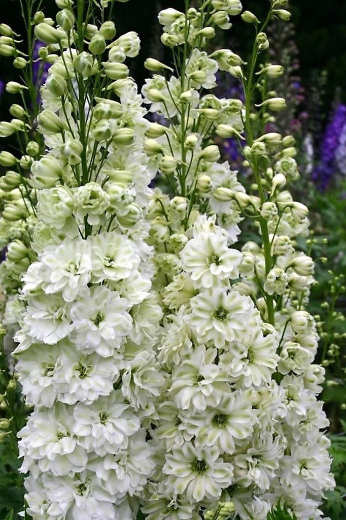 Delphinium elatum | Green Twist