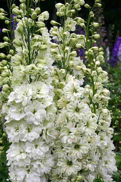 Delphinium elatum | Green Twist
