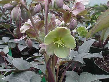 Helleborus x sternii | Clifton