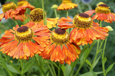 Helenium Wolstrand