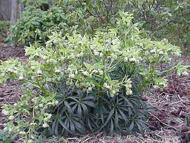 Helleborus foetidus | Sopron