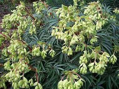 Helleborus foetidus | Wester Flisk