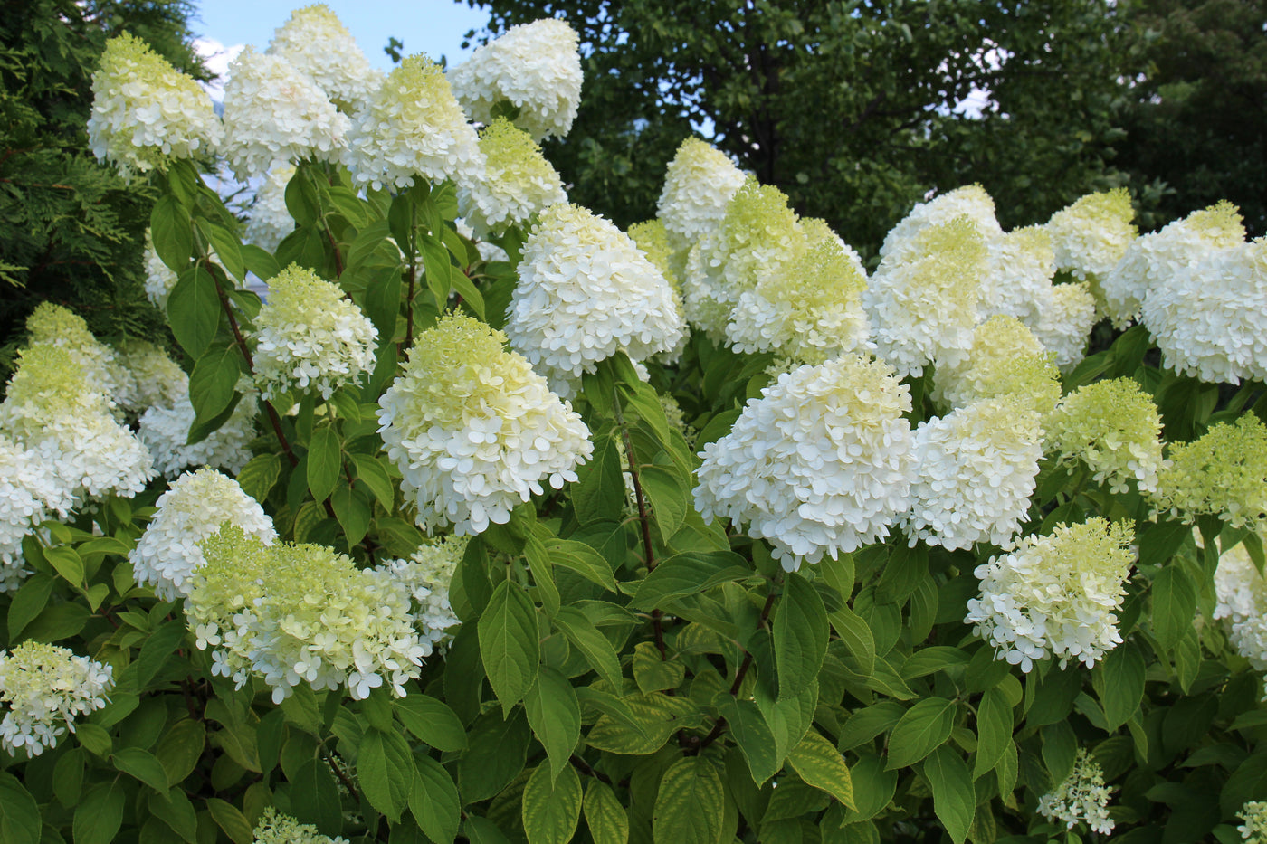 Hydrangea paniculata | Limelight
