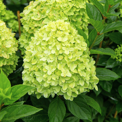Hydrangea paniculata | Limelight