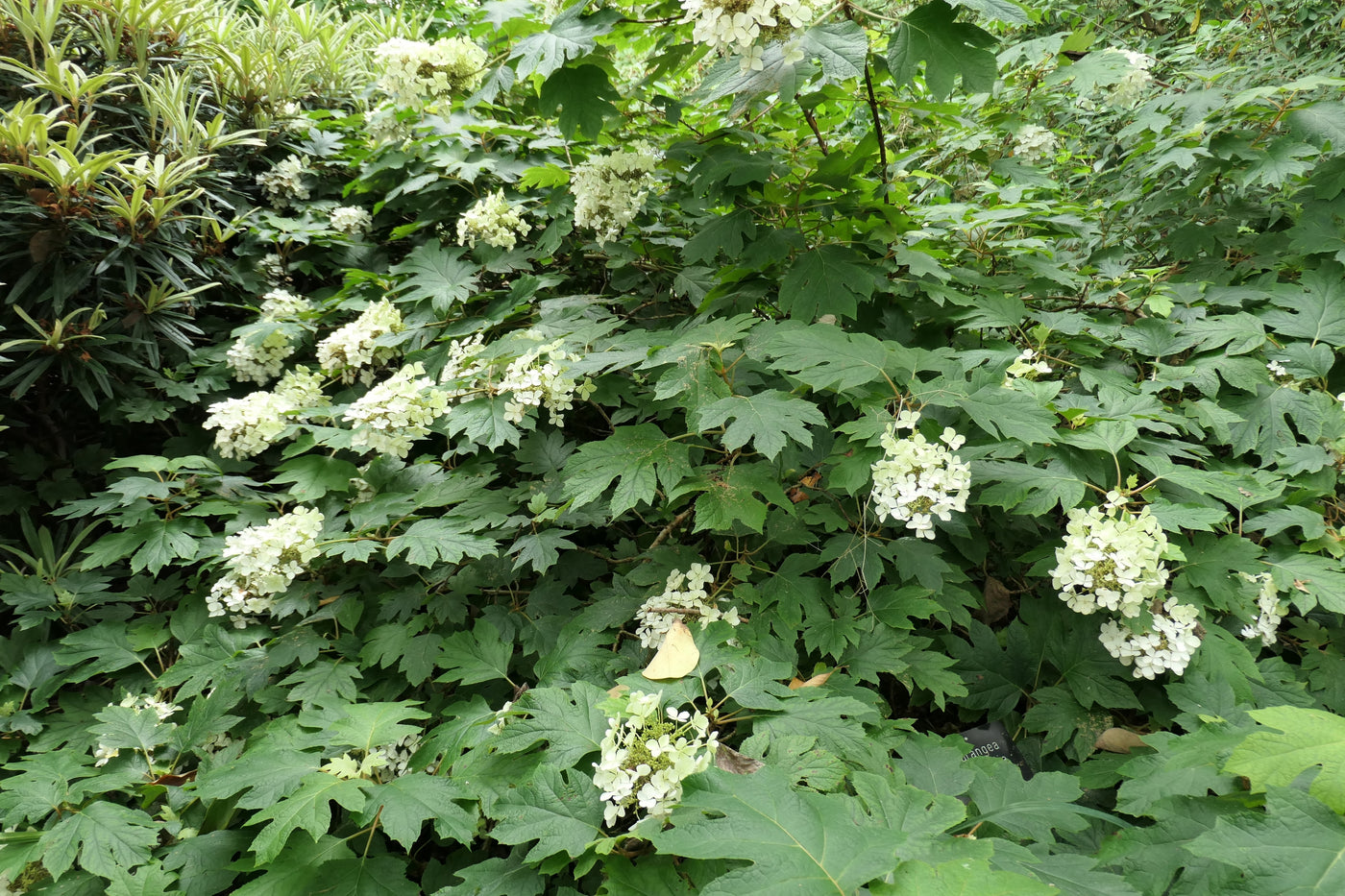 Hydrangea quercifolia | Pee Wee