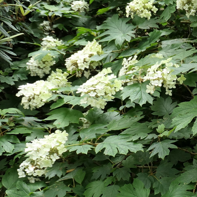 Hydrangea quercifolia | Pee Wee