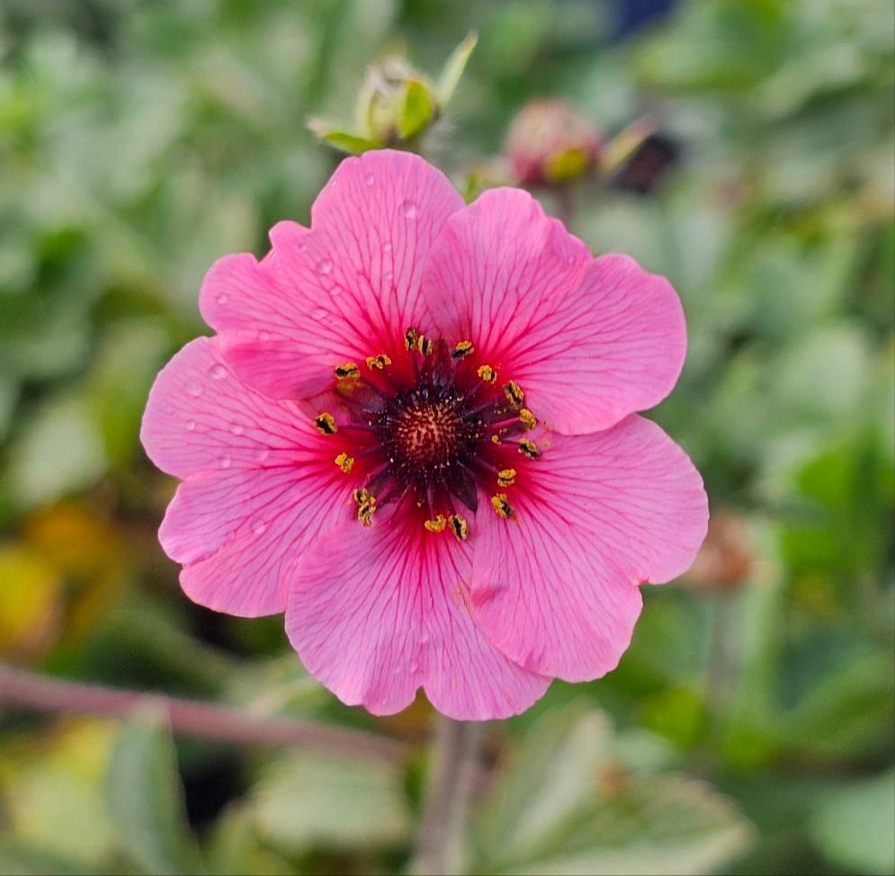 Potentilla | Melton Fire