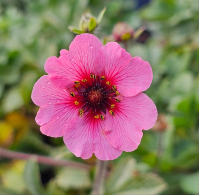 Potentilla | Melton Fire