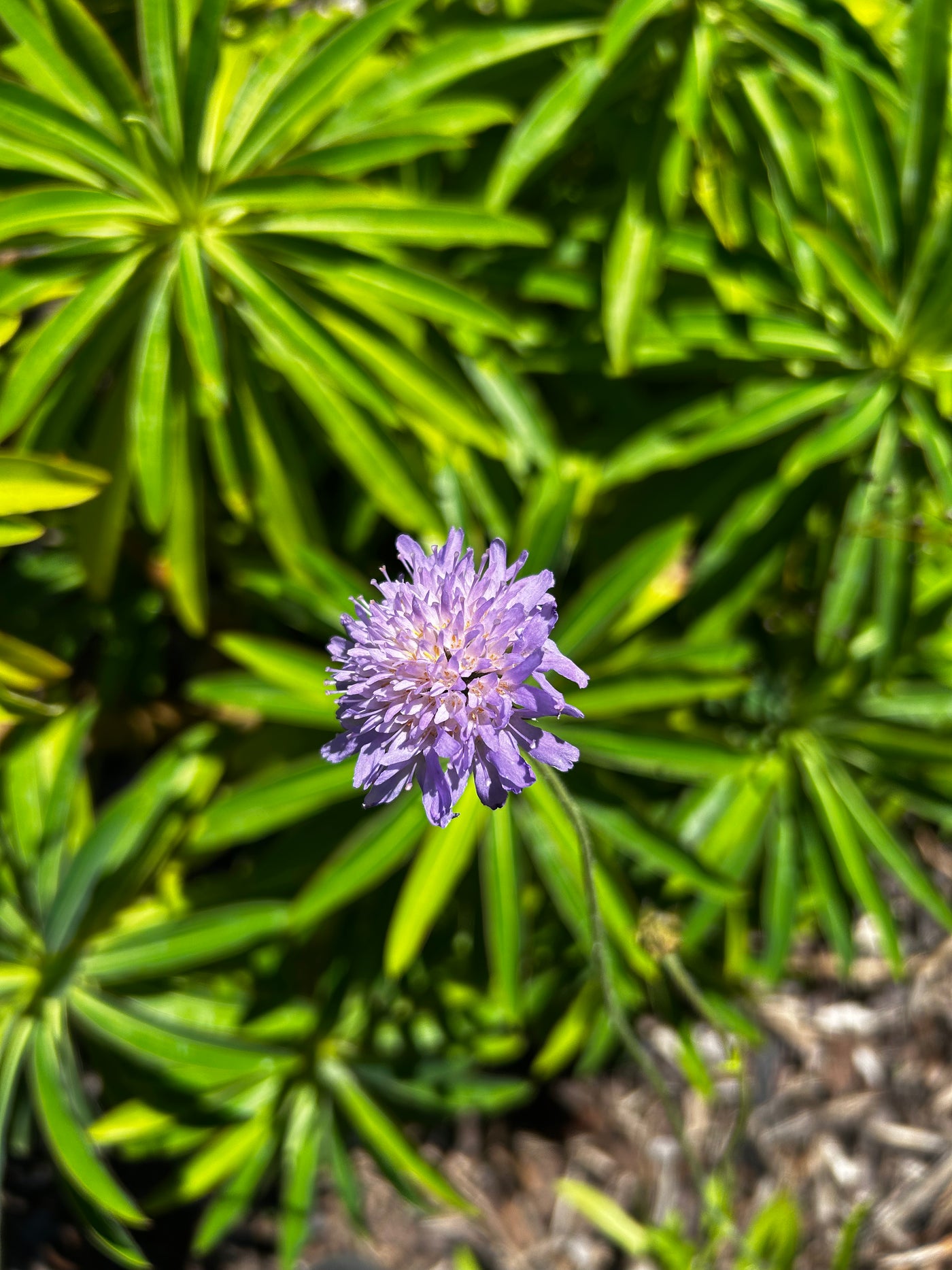 Knautia arvensis | Field Scabiosa