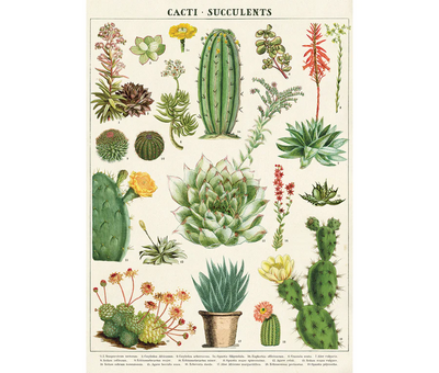 Cacti / Succulents Poster | Cavallini & Co