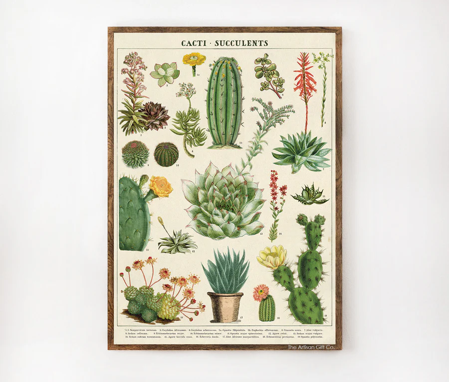 Cacti / Succulents Poster | Cavallini & Co