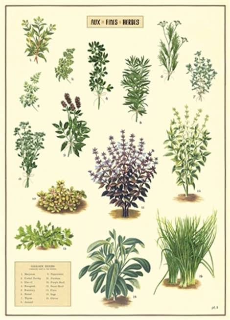 Aux Fine Herbs Poster | Cavallini & Co