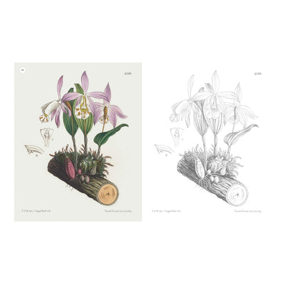 Flowering Plants Colouring Book | The Kew Gardens