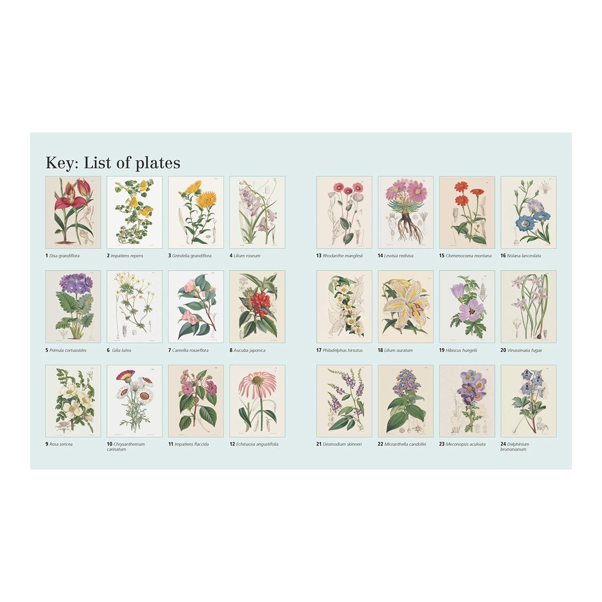 Flowering Plants Colouring Book | The Kew Gardens
