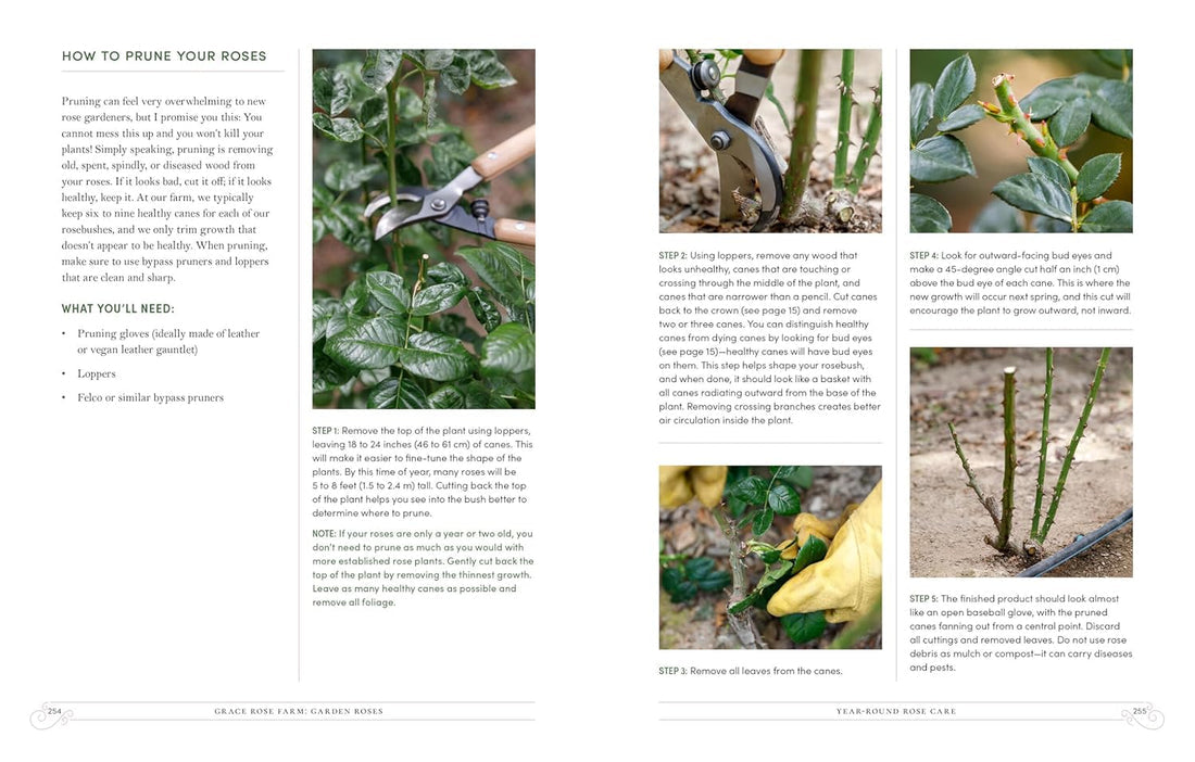 Grace Rose Farm: Garden Roses | Gracielinda Poulson