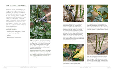 Grace Rose Farm: Garden Roses | Gracielinda Poulson