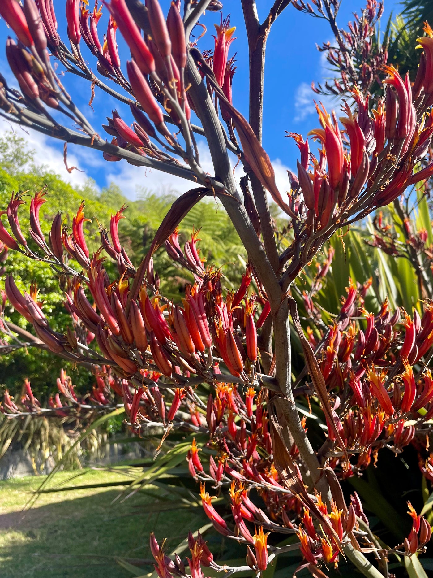 Harakeke Educational Nature Box | Tree Children