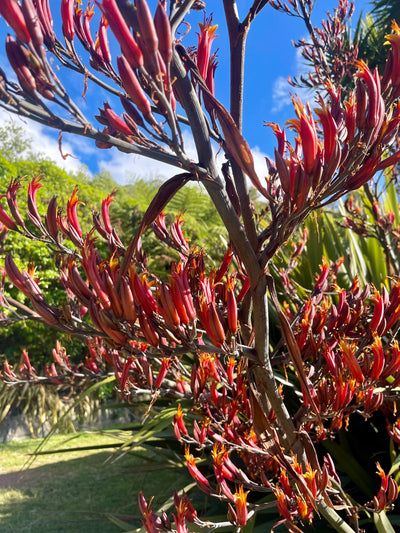 Harakeke Educational Nature Box | Tree Children