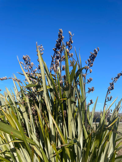 Harakeke Educational Nature Box | Tree Children
