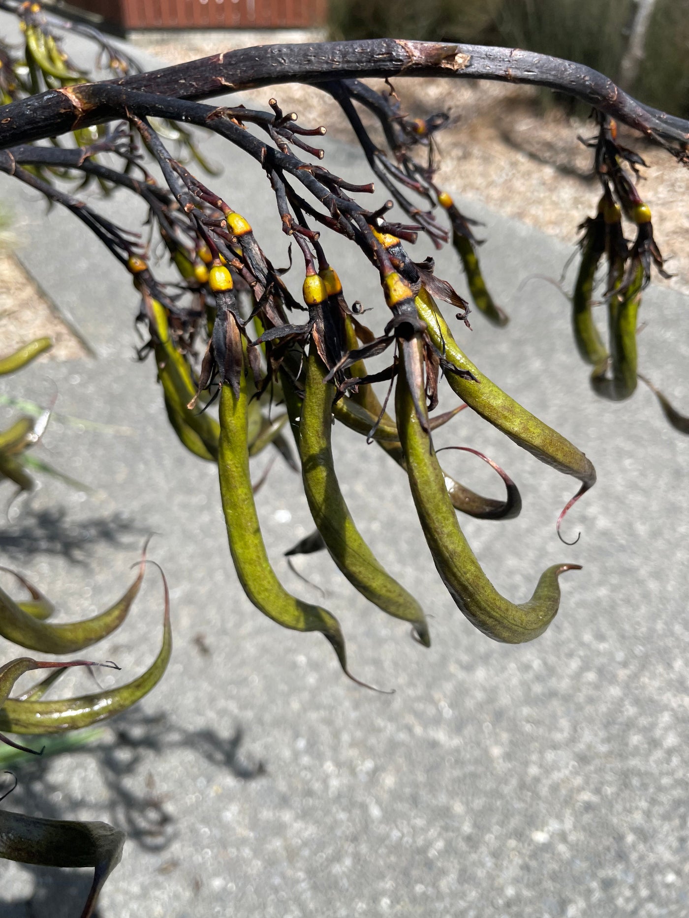 Harakeke Educational Nature Box | Tree Children