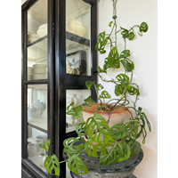 Indoor Plant Wall Clips | Set Of 10