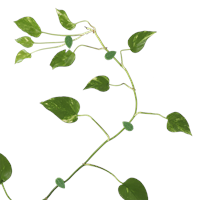 Indoor Plant Wall Clips | Set Of 10