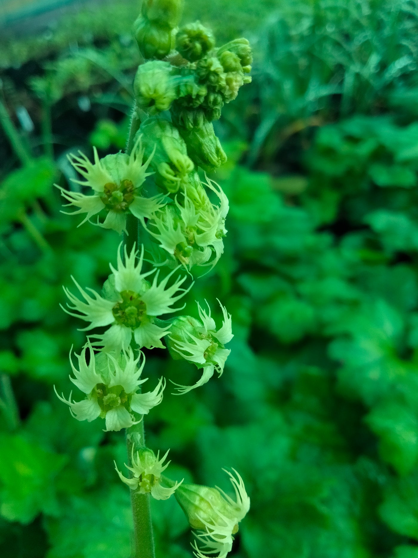 Tellima grandiflora | Fringe Cup