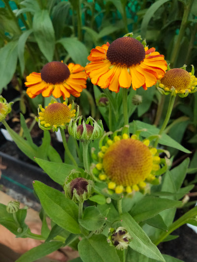 Helenium Wolstrand