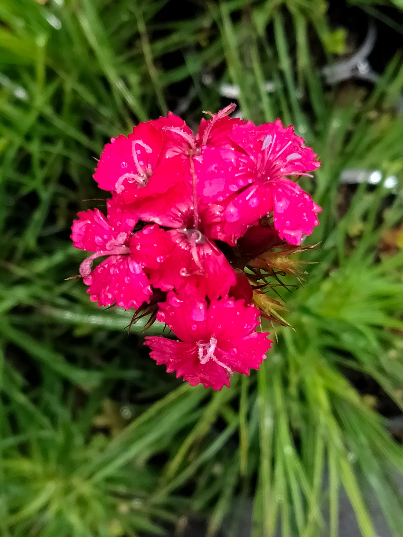 Dianthus cruentus