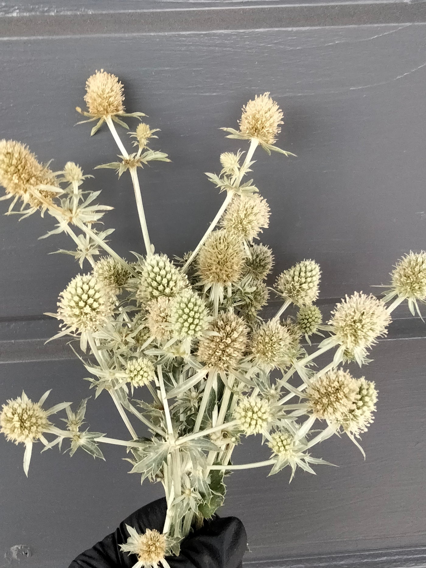 Eryngium planum | White Glitter