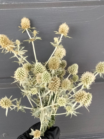 Eryngium planum | White Glitter