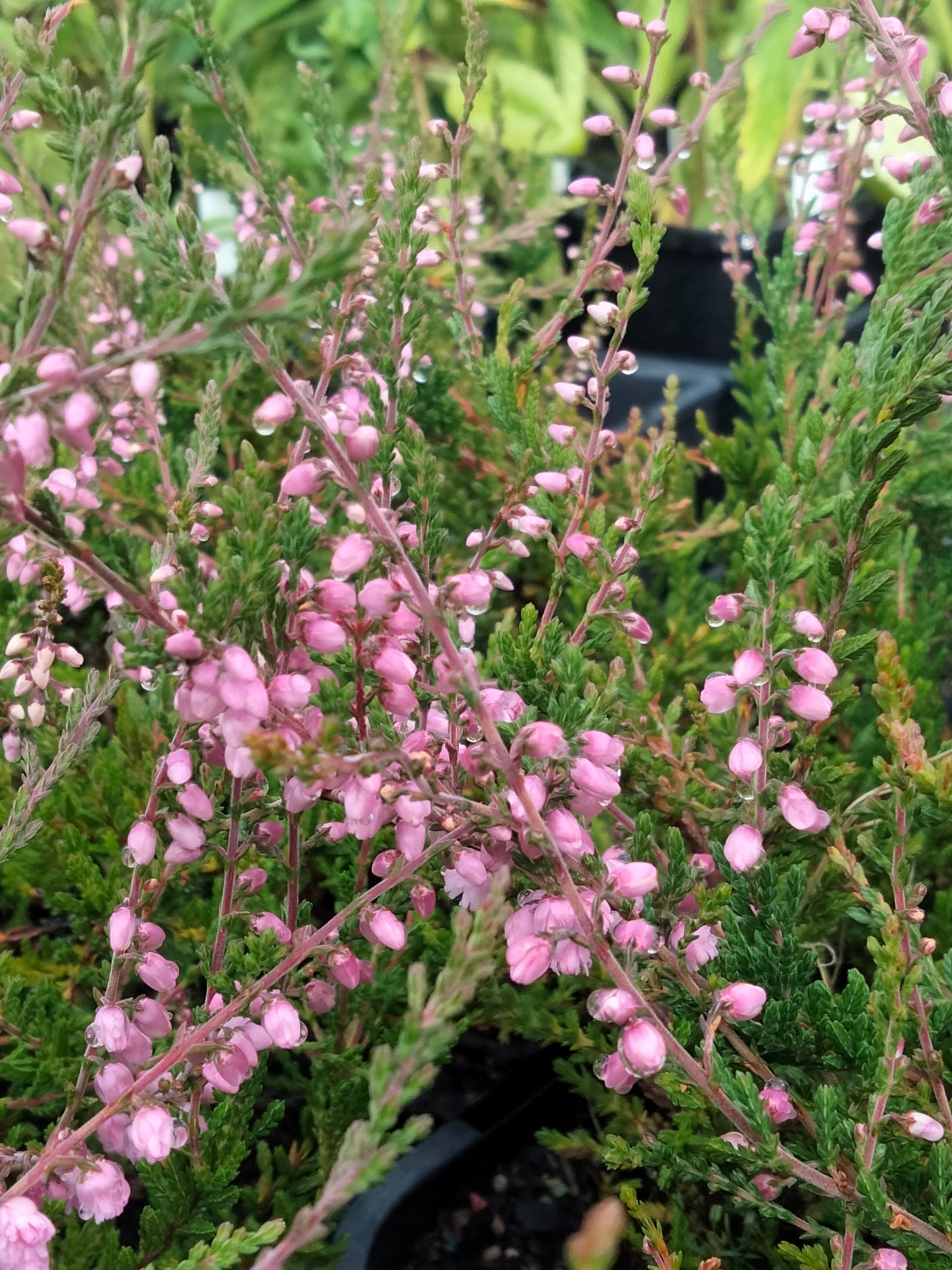 Calluna vulgaris | J.H Hamilton