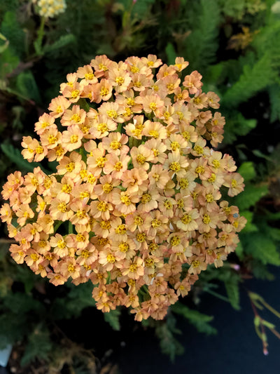 Achillea millefolium | Butterscotch