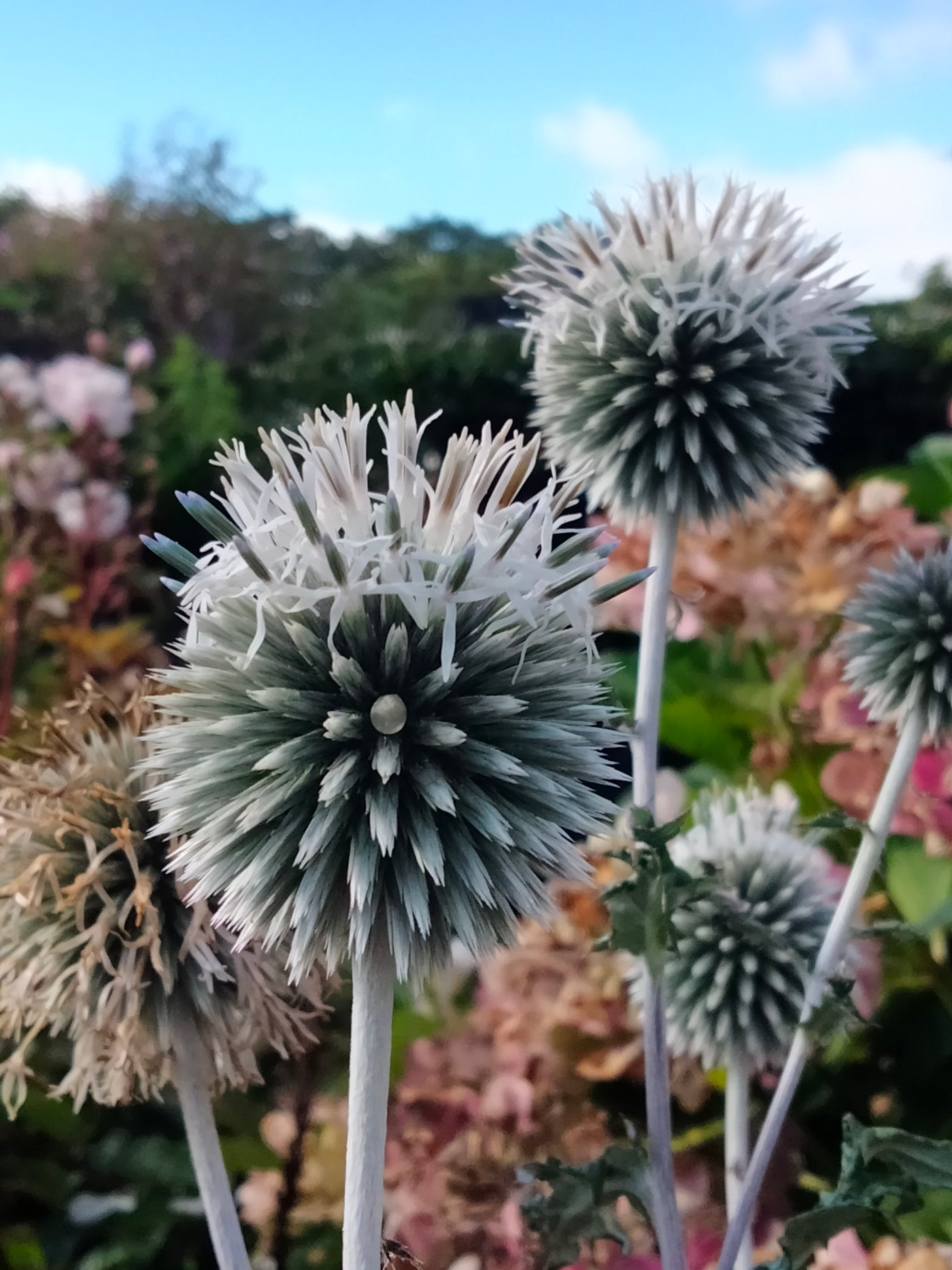 Echinops bannaticus | Star Frost