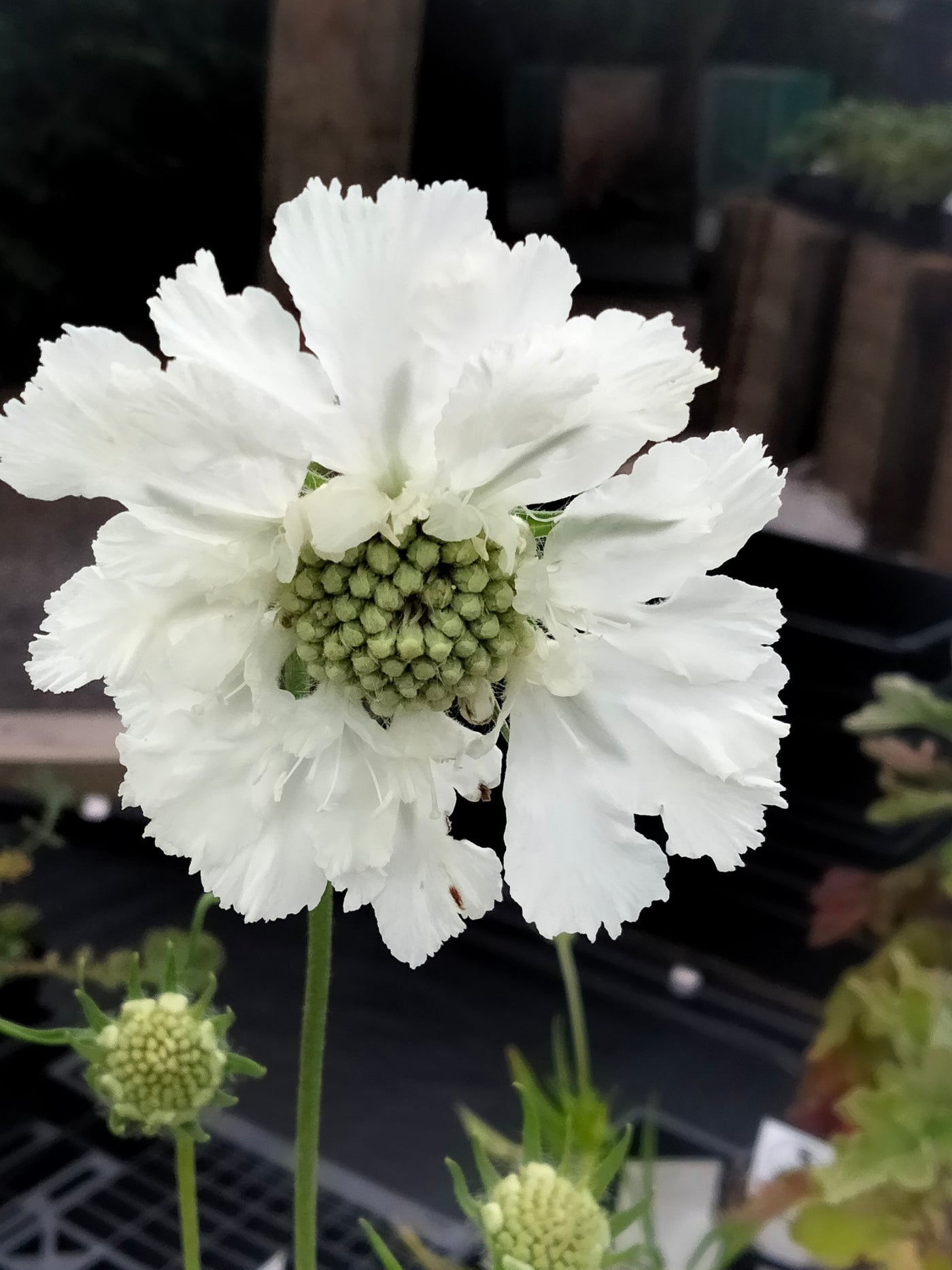 Scabiosa caucasica | Perfection White