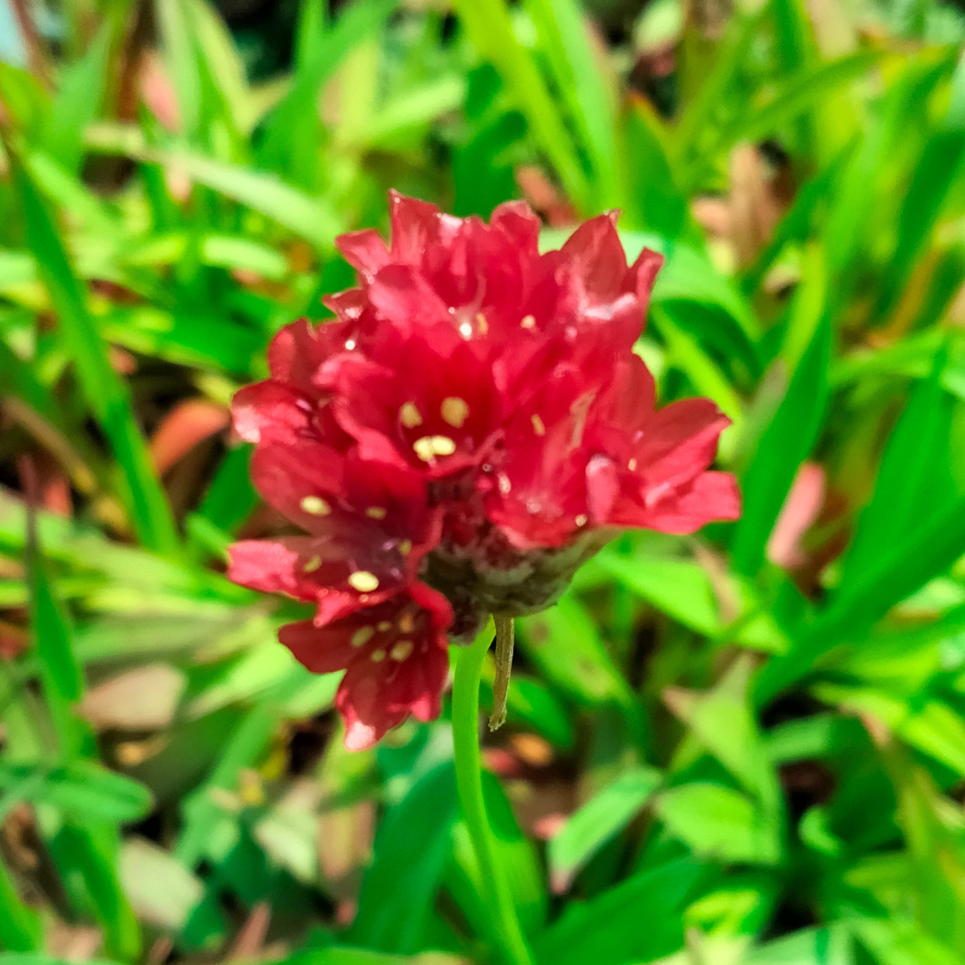 Armeria pseudarmeria | Ballerina Red | Great Thrift