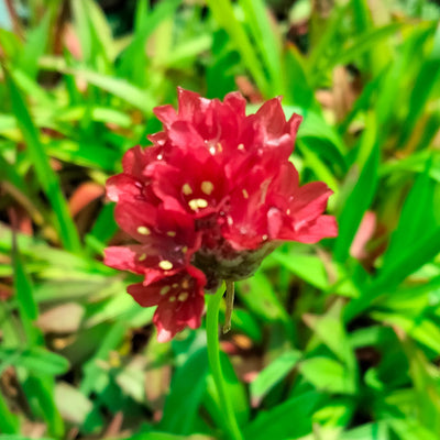Armeria pseudarmeria | Ballerina Red | Great Thrift
