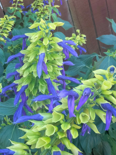 Salvia mexicana | Limelight