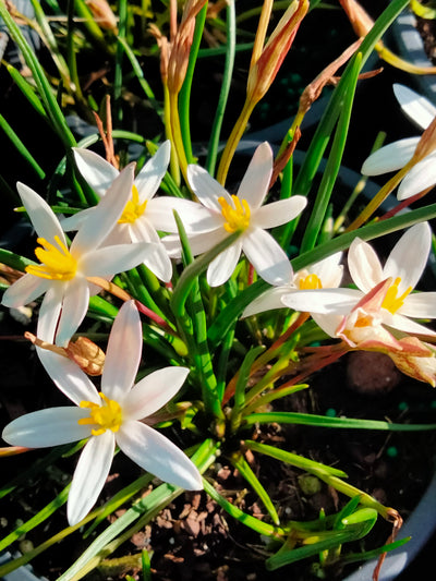 Zephyranthes verecunda | Dwarf Rain Lily