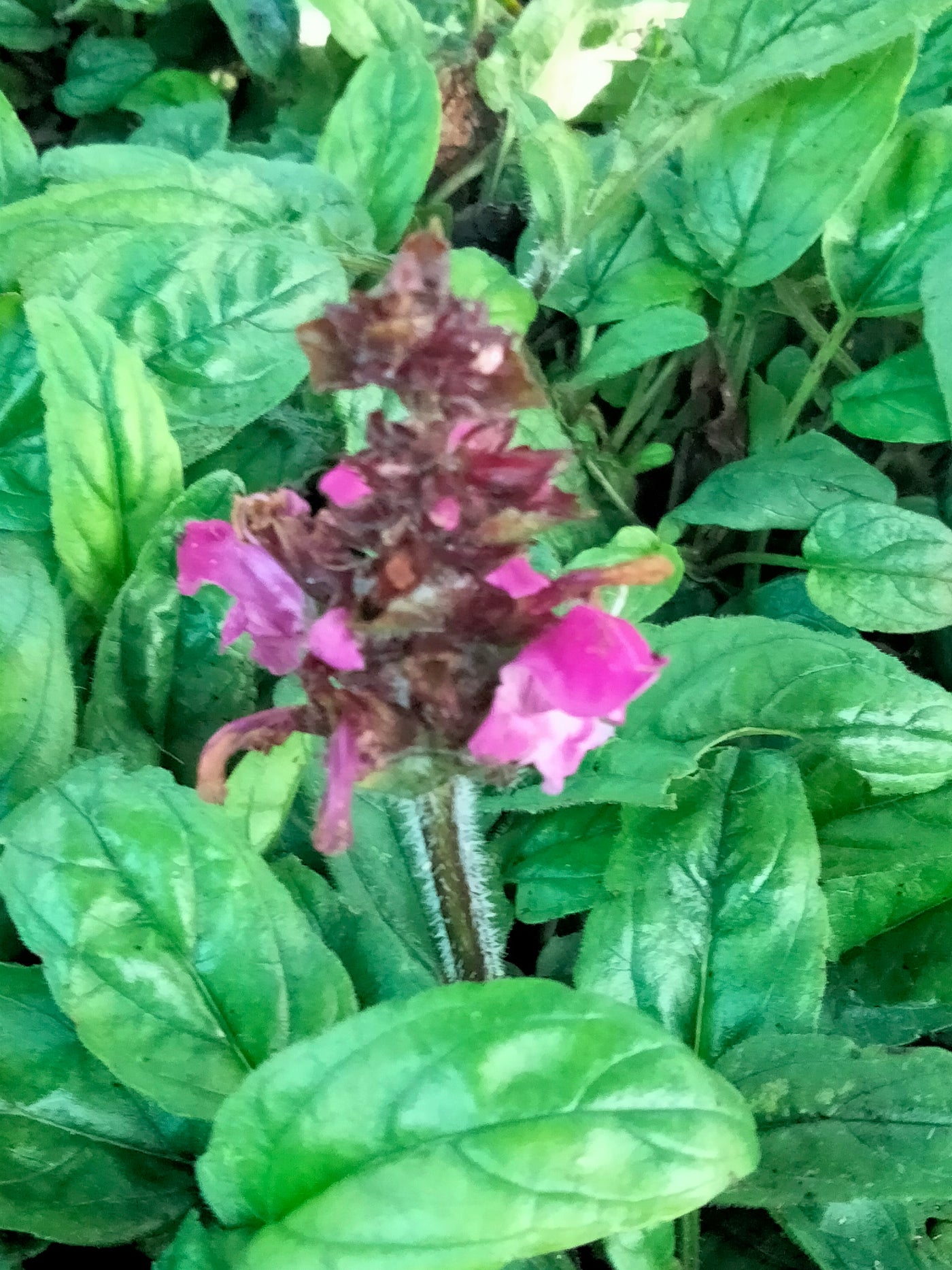 Prunella grandiflora | Red Cap