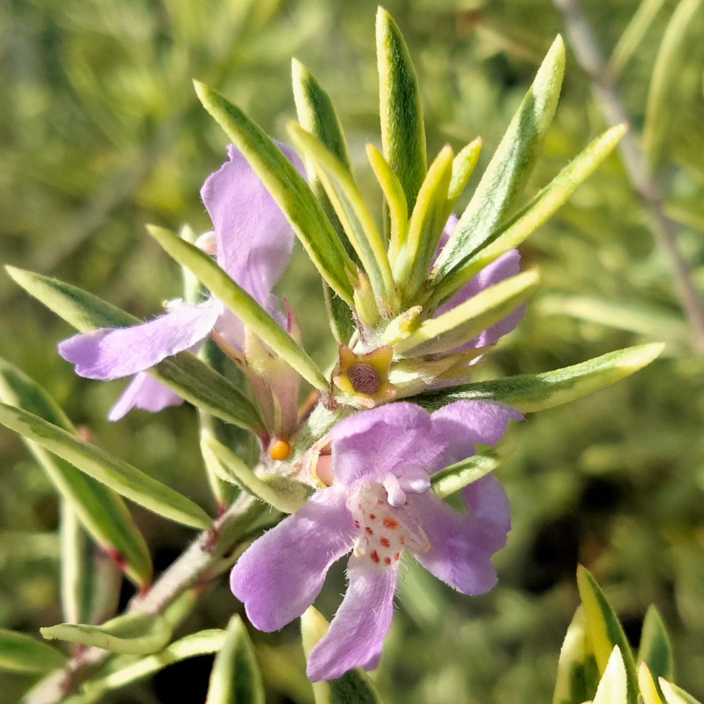 Westringia brevifolia | Lilac and Lace