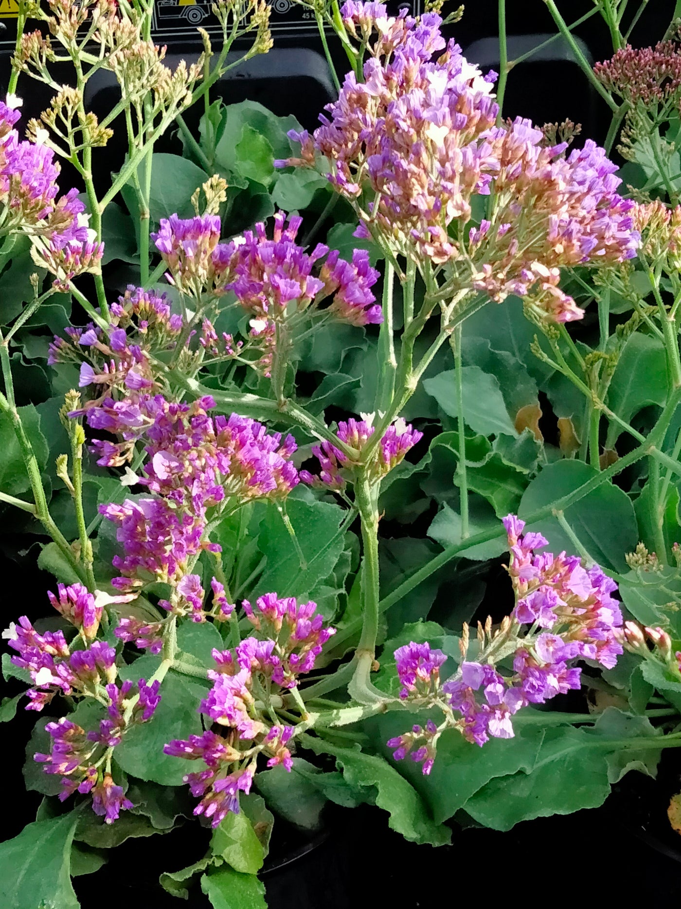 Limonium | Salt Lake