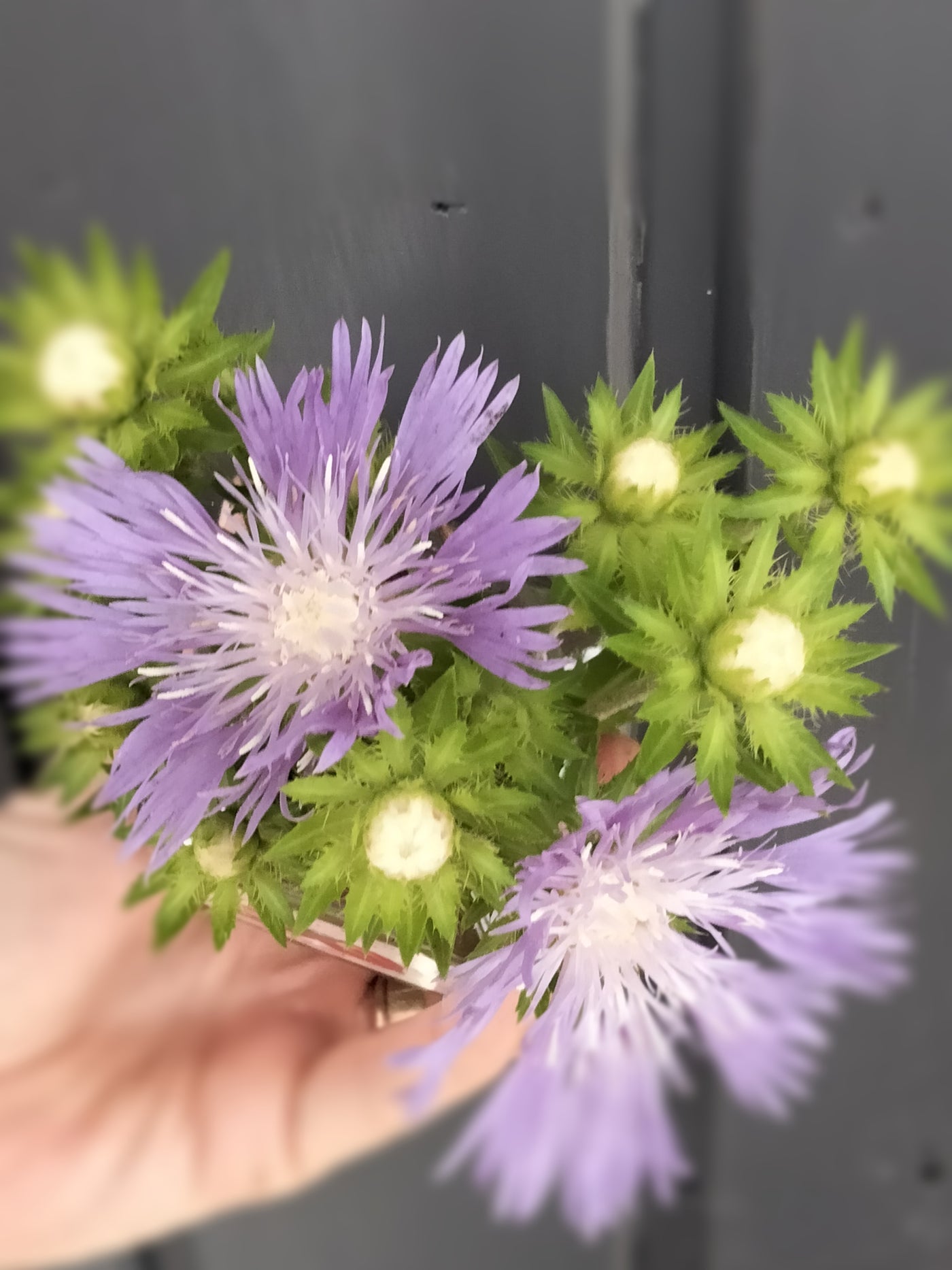 Stokesia laevis | Peachies Pick
