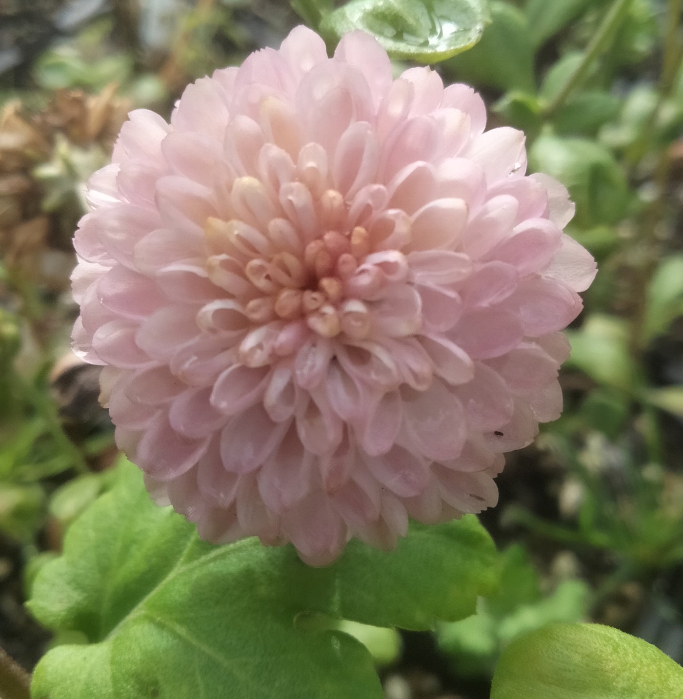 Chrysanthemum | Mavis