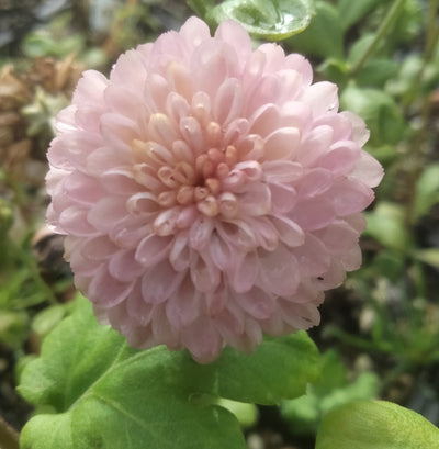 Chrysanthemum | Mavis