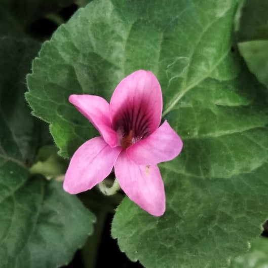 Viola odorata | Rosea