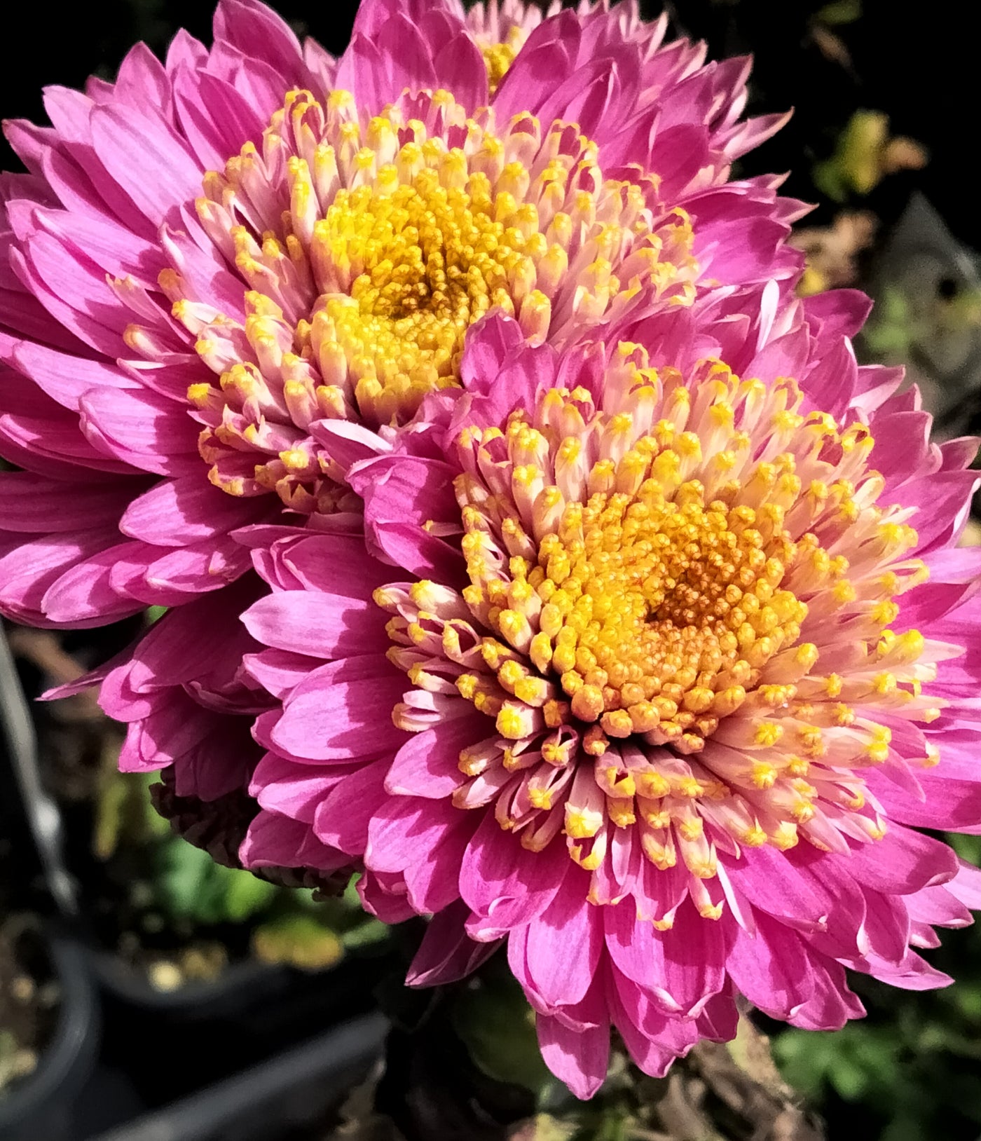 Chrysanthemum | Anna