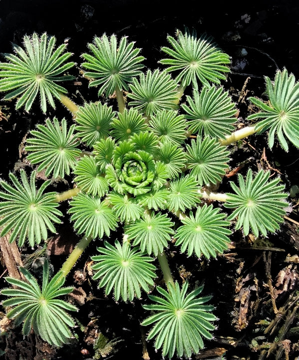 Oxalis palmifrons | False Shamrock
