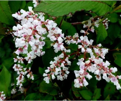Persicaria campanulata
